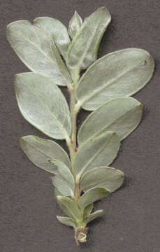 Image of Salix arenaria L.