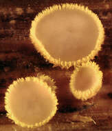 Image of Belonidium mollissimum (Fuckel) Raitv. 1970