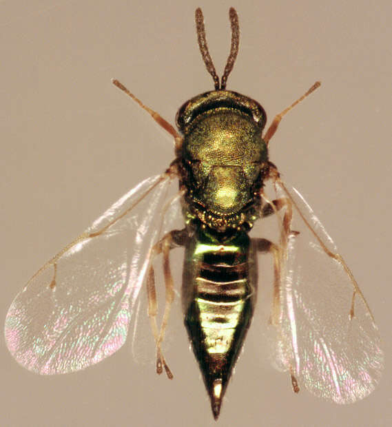 Image of Pteromalus