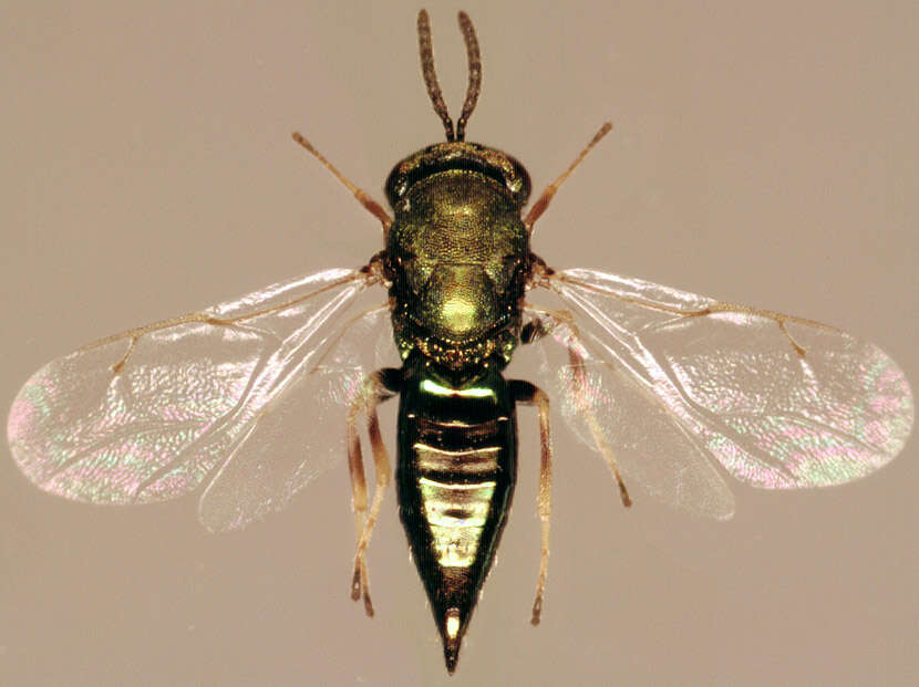 Image of Pteromalus