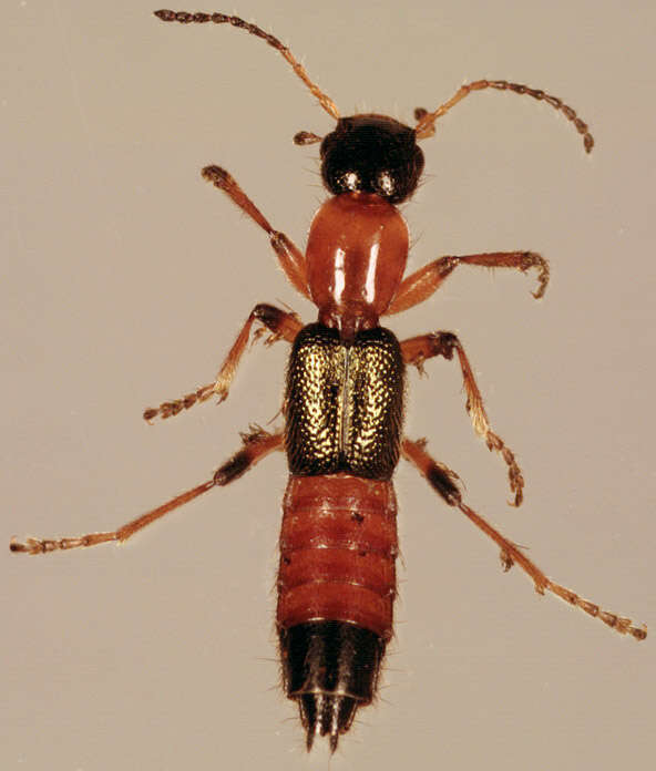 Image of Paederus (Paederus) riparius (Linnaeus 1758)