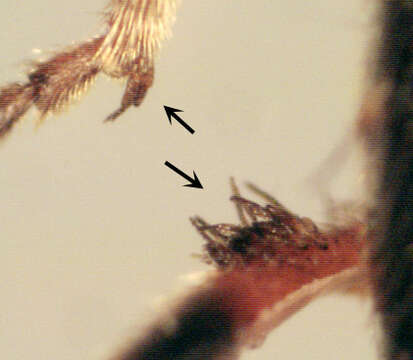 Image of Laboulbenia cristata Thaxt. 1892