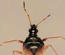 Image of Common flowerbug