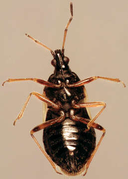 Image of Common flowerbug