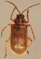 Image of Galerucella nymphaeae (Linnaeus 1758)