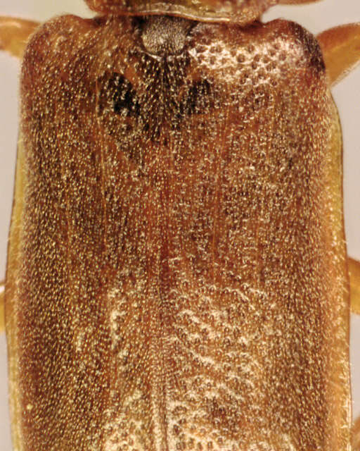 Image of Galerucella nymphaeae (Linnaeus 1758)