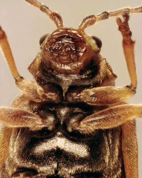 Image of Galerucella nymphaeae (Linnaeus 1758)