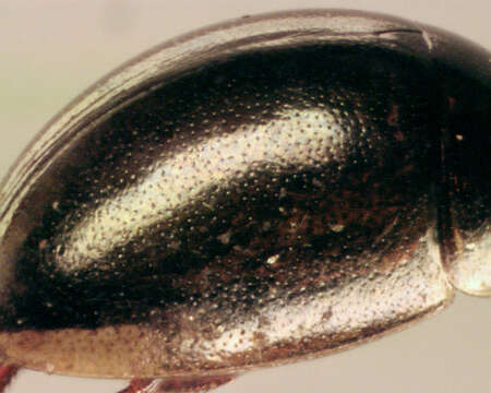 Image of Anacaena limbata (Fabricius 1792)