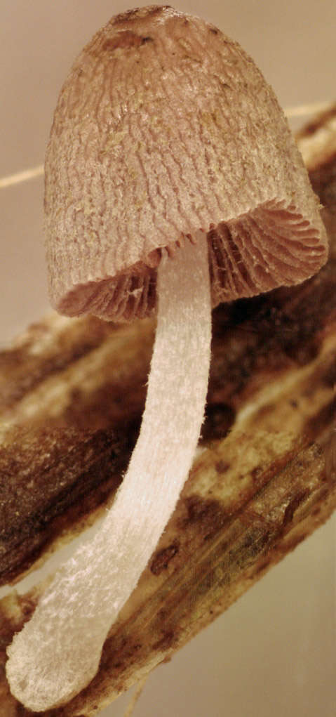 Image of Coprinopsis kubickae (Pilát & Svrček) Redhead, Vilgalys & Moncalvo 2001