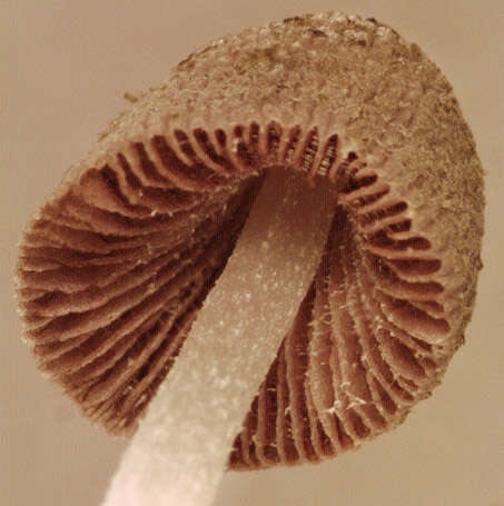 Image of Coprinopsis kubickae (Pilát & Svrček) Redhead, Vilgalys & Moncalvo 2001