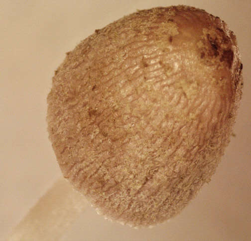 Image of Coprinopsis kubickae (Pilát & Svrček) Redhead, Vilgalys & Moncalvo 2001