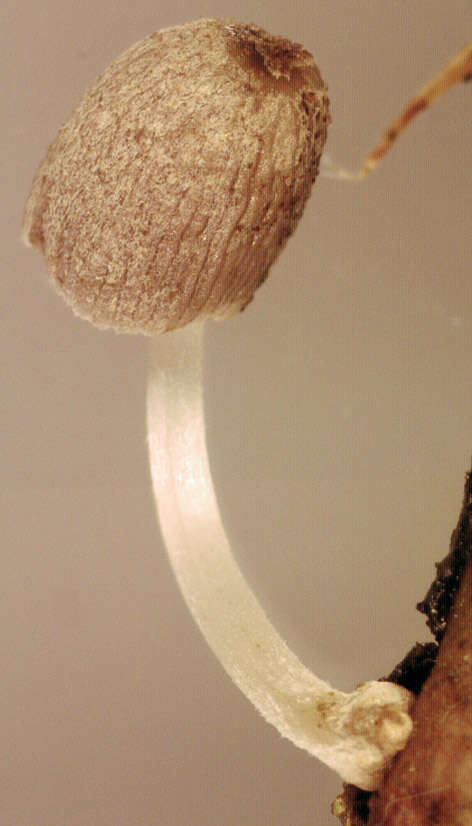 Image of Coprinopsis kubickae (Pilát & Svrček) Redhead, Vilgalys & Moncalvo 2001