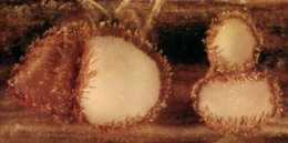 Image of Lasiobelonium nidulum (J. C. Schmidt & Kunze) Spooner 1987