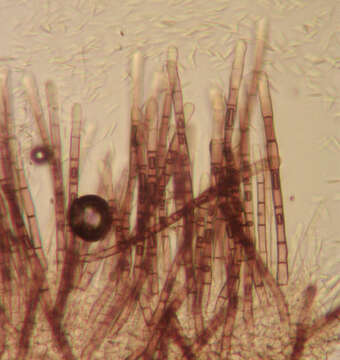 Image of Lasiobelonium nidulum (J. C. Schmidt & Kunze) Spooner 1987