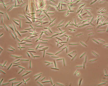 Imagem de Lasiobelonium nidulum (J. C. Schmidt & Kunze) Spooner 1987