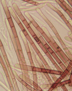 Imagem de Lasiobelonium nidulum (J. C. Schmidt & Kunze) Spooner 1987