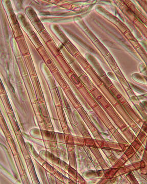 Imagem de Lasiobelonium nidulum (J. C. Schmidt & Kunze) Spooner 1987