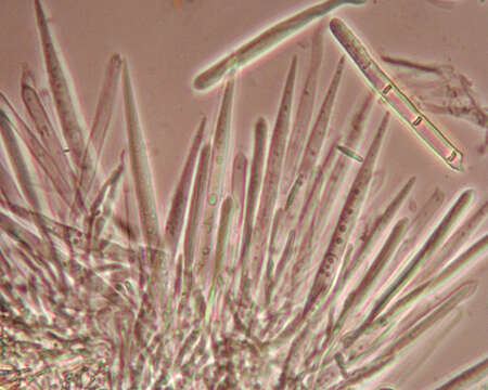 Imagem de Lasiobelonium nidulum (J. C. Schmidt & Kunze) Spooner 1987