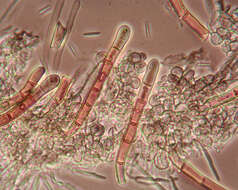 Image of Lasiobelonium nidulum (J. C. Schmidt & Kunze) Spooner 1987