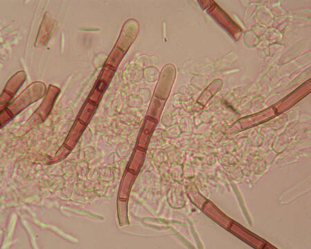 Imagem de Lasiobelonium nidulum (J. C. Schmidt & Kunze) Spooner 1987