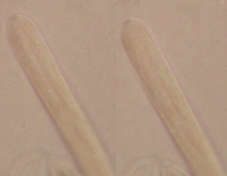 Imagem de Lasiobelonium nidulum (J. C. Schmidt & Kunze) Spooner 1987