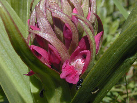 Image de Dactylorhiza incarnata subsp. coccinea (Pugsley) Soó