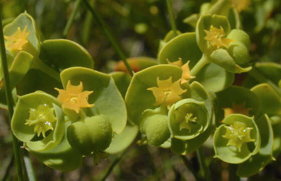 Image of Portland Spurge