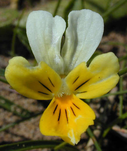 Image of Viola tricolor subsp. curtisii (E. Forster) Syme