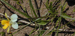 Image of Viola tricolor subsp. curtisii (E. Forster) Syme