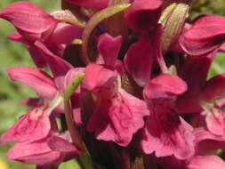 Dactylorhiza incarnata subsp. coccinea (Pugsley) Soó resmi