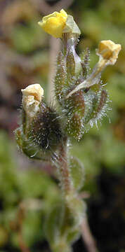 Image of Linaria arenaria DC.