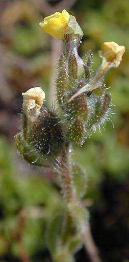 Plancia ëd Linaria arenaria DC.