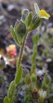 Image of Linaria arenaria DC.