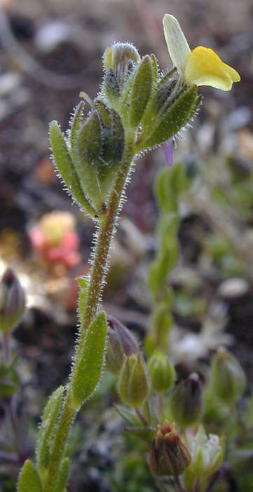 Plancia ëd Linaria arenaria DC.