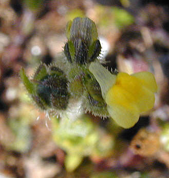 Plancia ëd Linaria arenaria DC.