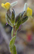 Plancia ëd Linaria arenaria DC.