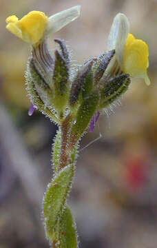 Image of Linaria arenaria DC.