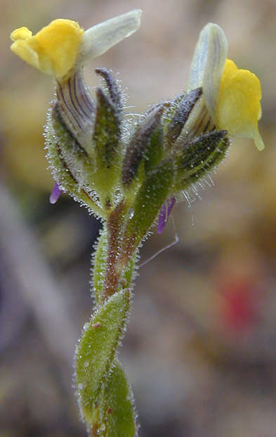 Plancia ëd Linaria arenaria DC.