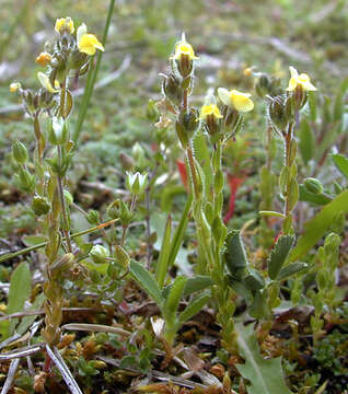 Image of Linaria arenaria DC.