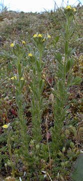 Image of Linaria arenaria DC.