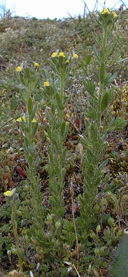 Plancia ëd Linaria arenaria DC.