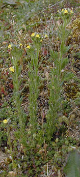 Image of Linaria arenaria DC.