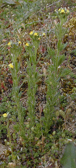 Plancia ëd Linaria arenaria DC.