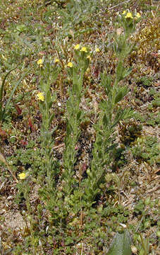 Image of Linaria arenaria DC.