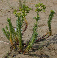 Image of sea spurge