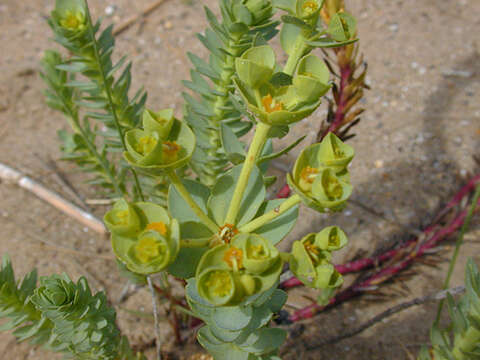 Plancia ëd Euphorbia paralias L.