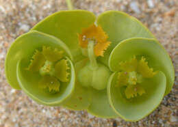 Plancia ëd Euphorbia paralias L.