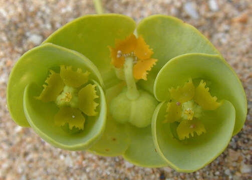 Plancia ëd Euphorbia paralias L.