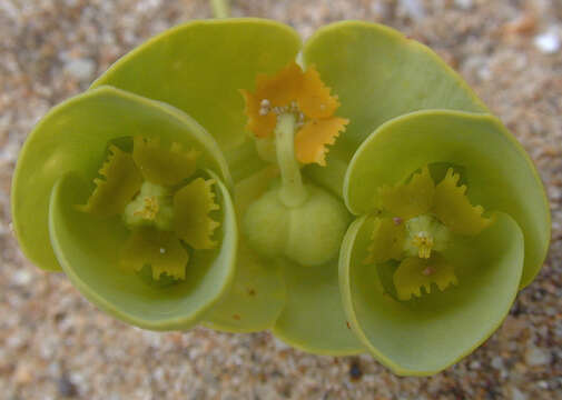 Plancia ëd Euphorbia paralias L.