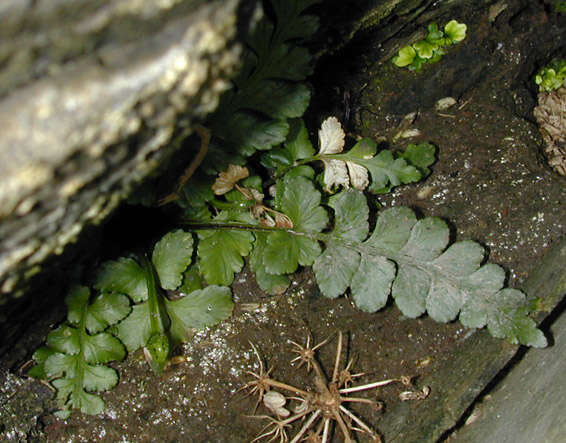 Image of Asplenium marinum L.